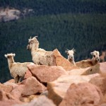 'Peek' into summer with Pikes Peak Cog Railway